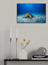 Green turtle in the blue Poster och Canvastavla