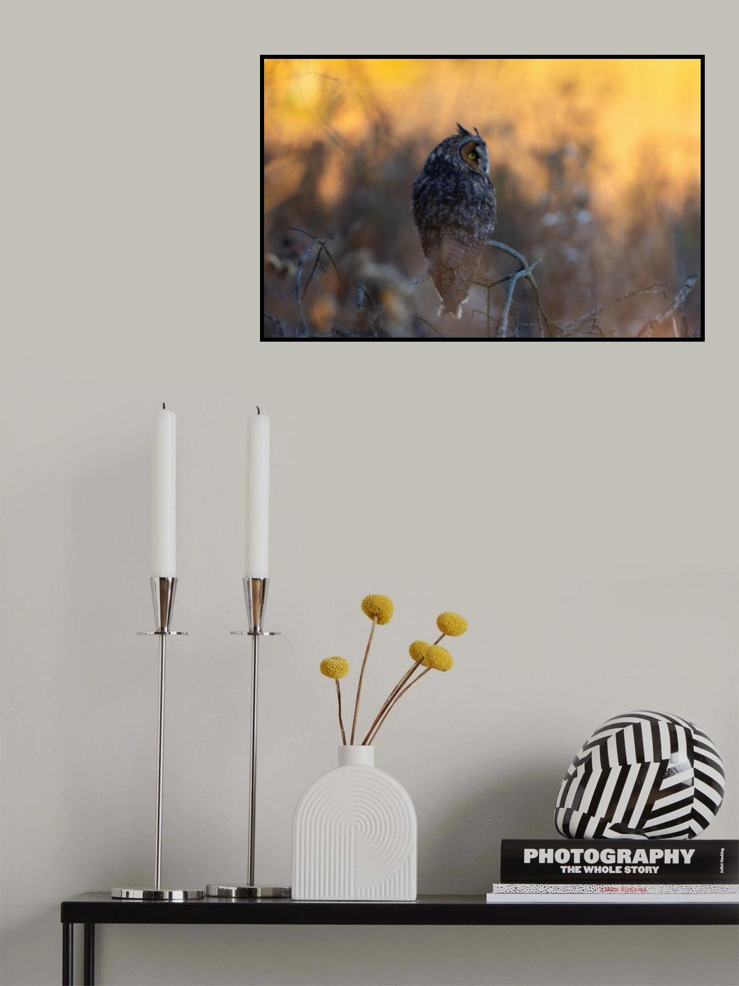 Owl Poster och Canvastavla
