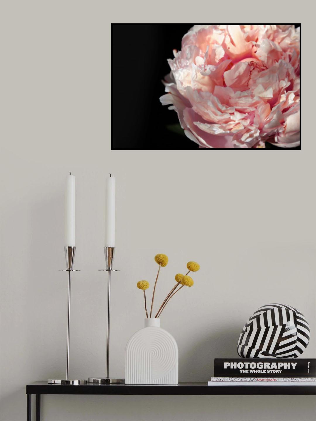 Blush peony IV Poster och Canvastavla
