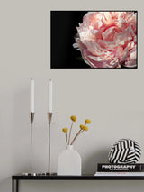Blush peony IV Poster och Canvastavla