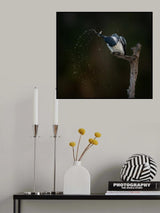 Poster och Canvastavla