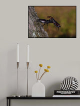 Stag beetles, Lucanus cervus Poster och Canvastavla