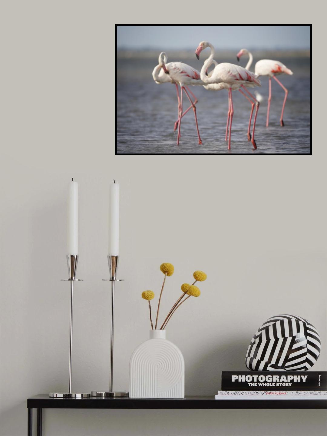Flamingos from Provence Poster och Canvastavla