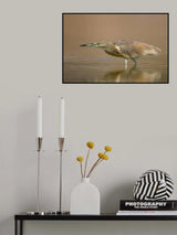 Squacco heron Poster och Canvastavla