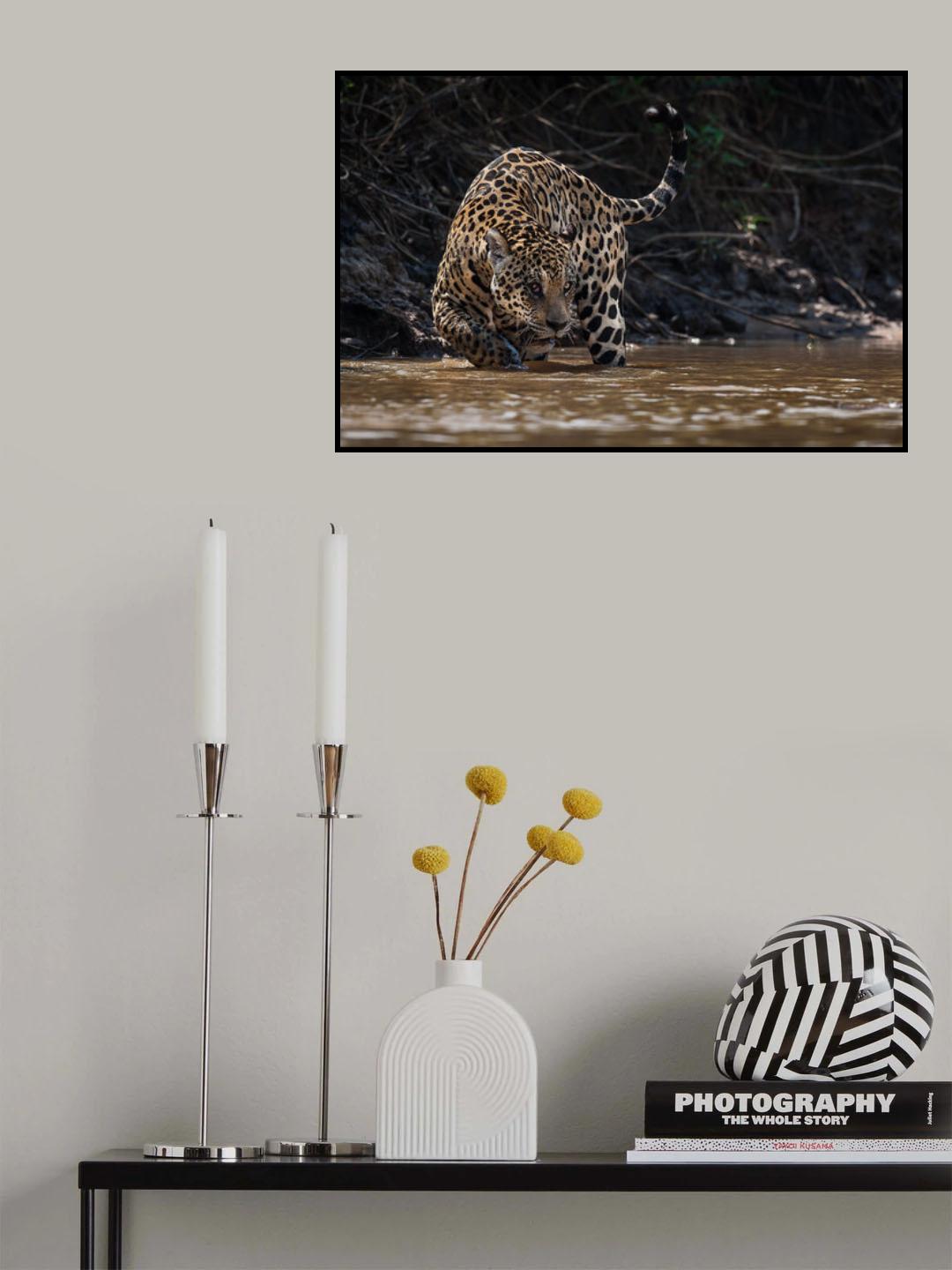 Jaguar king of Pantanal2 Poster och Canvastavla