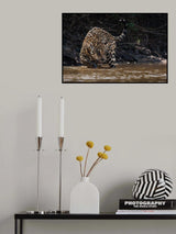 Jaguar king of Pantanal2 Poster och Canvastavla