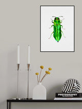 Jewel beetle or Agrilus angustulus Poster och Canvastavla