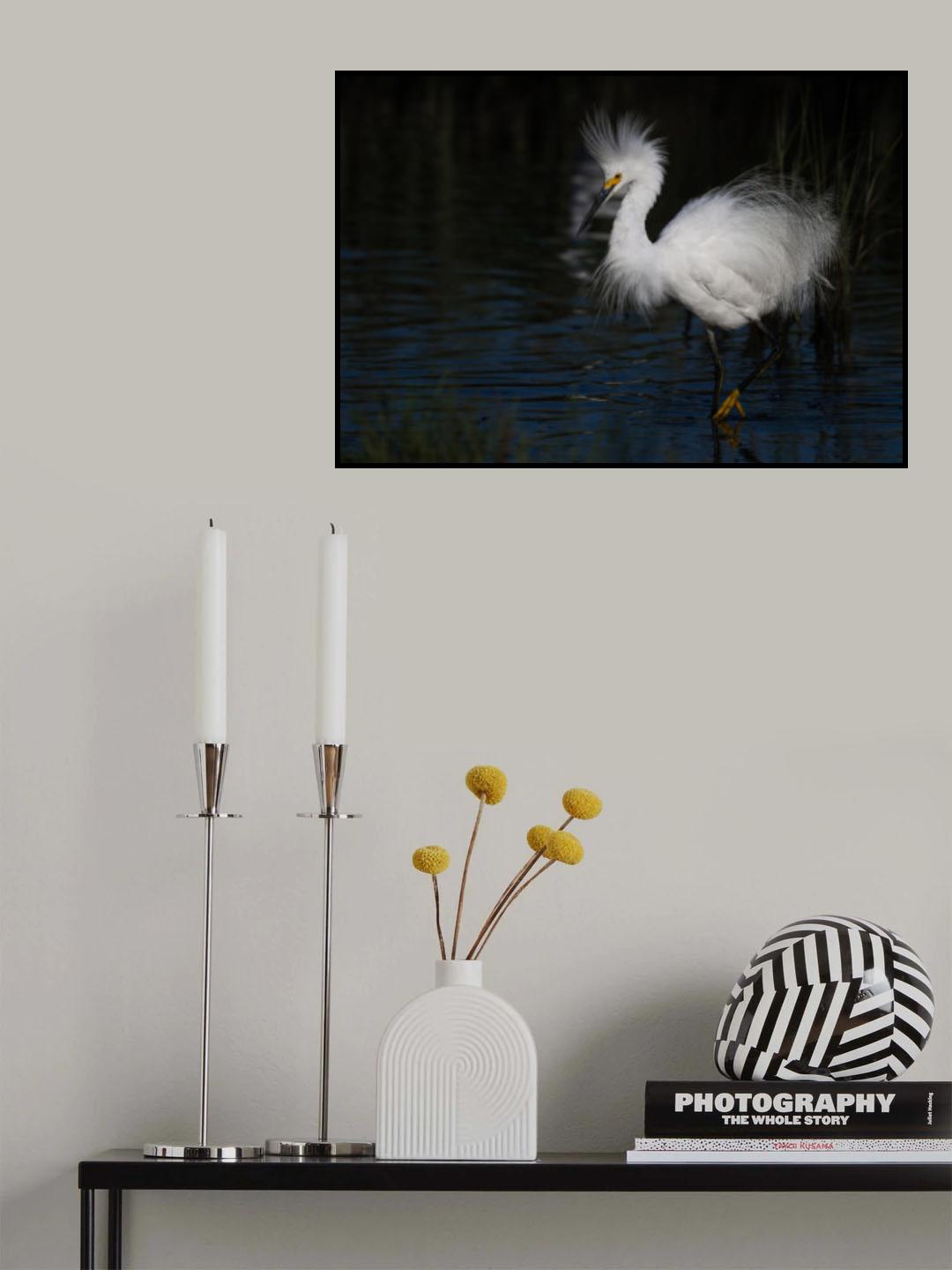 Snowy Egret Poster och Canvastavla