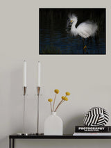 Snowy Egret Poster och Canvastavla