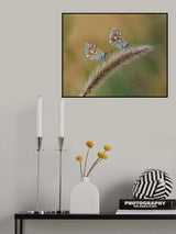 lycenides Poster och Canvastavla