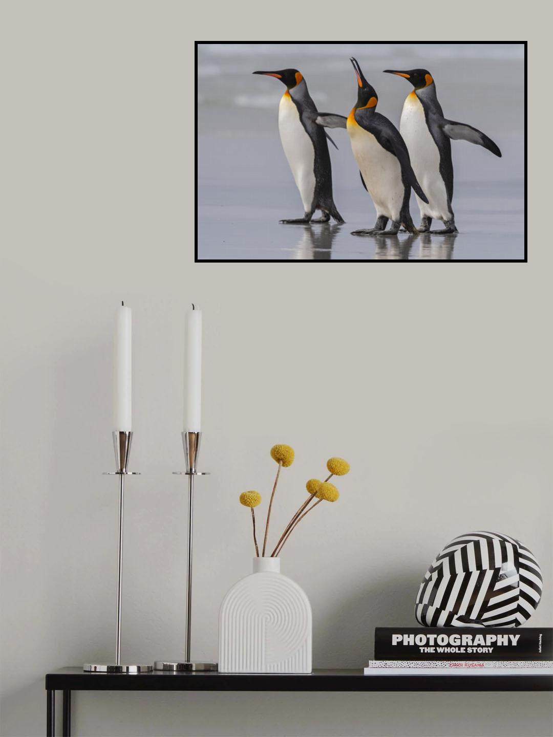 King Penguins at the Falklands. Poster och Canvastavla