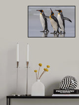 King Penguins at the Falklands. Poster och Canvastavla