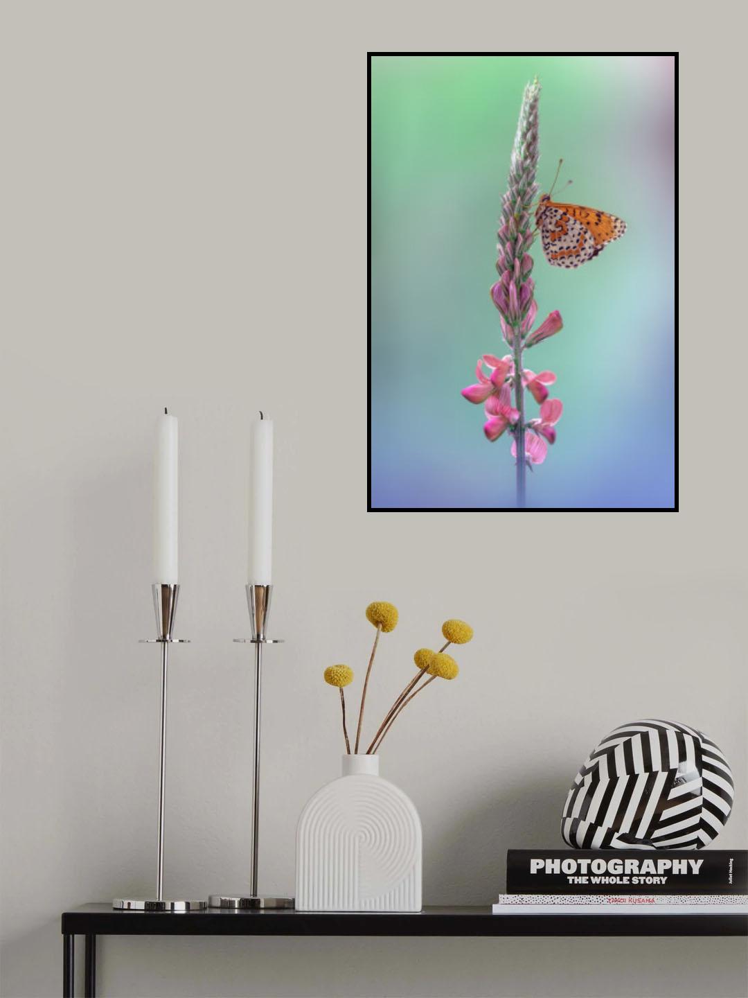 Melitaea didyma Poster och Canvastavla