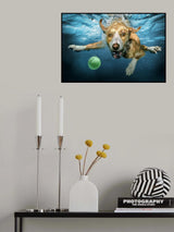 UnderDog Poster och Canvastavla