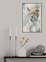 Lynx portrait in the fog Poster och Canvastavla