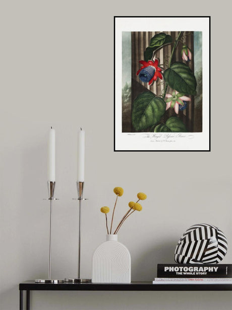 The Winged Passion-Flower from The Temple of Flora (1807) Poster och Canvastavla