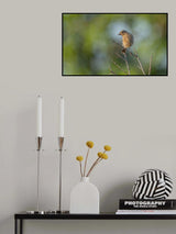 Young European Stonechat (Saxicola rubicola) Poster och Canvastavla