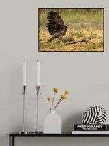 Catch your tail Poster och Canvastavla