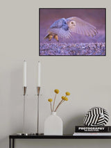 The Snow Owl in Flight Poster och Canvastavla