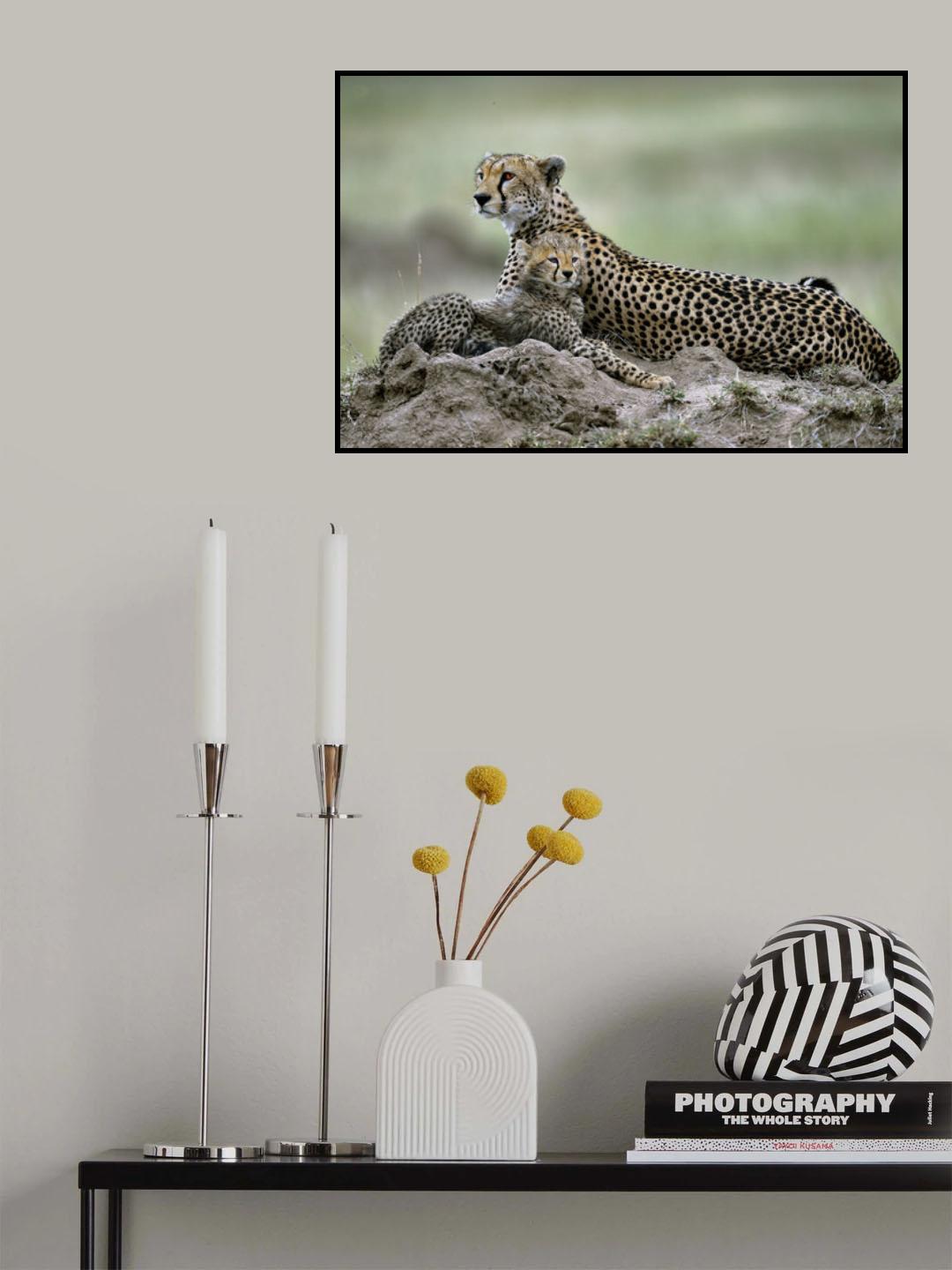 Cheetah Poster och Canvastavla