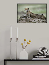Cheetah Poster och Canvastavla