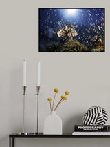 Lionfish Poster och Canvastavla