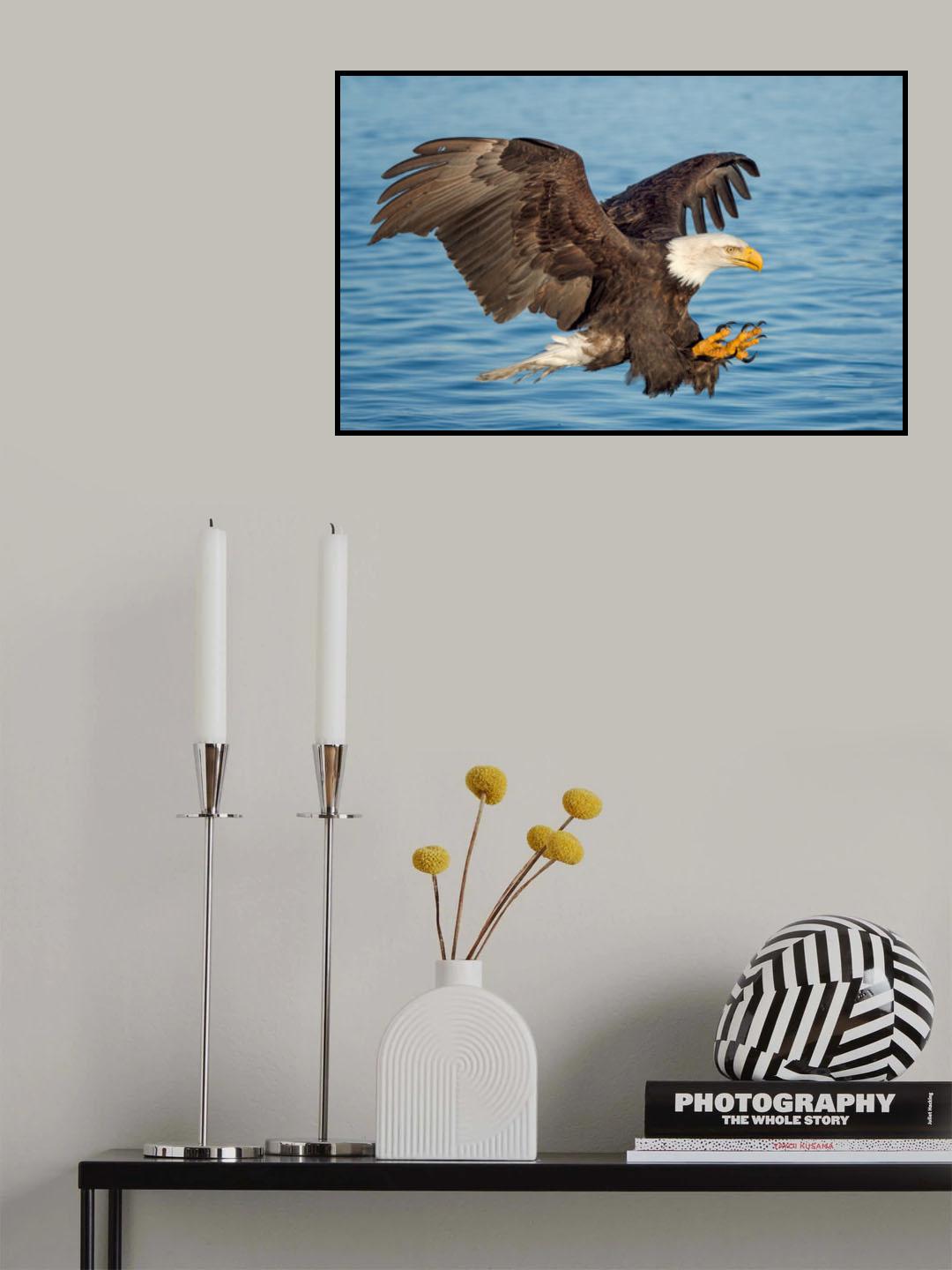 Fishing Eagle Poster och Canvastavla