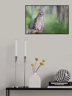 Barred Owl Poster och Canvastavla