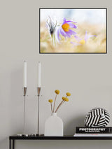 Wild Pasque Flowers - still freezing Poster och Canvastavla