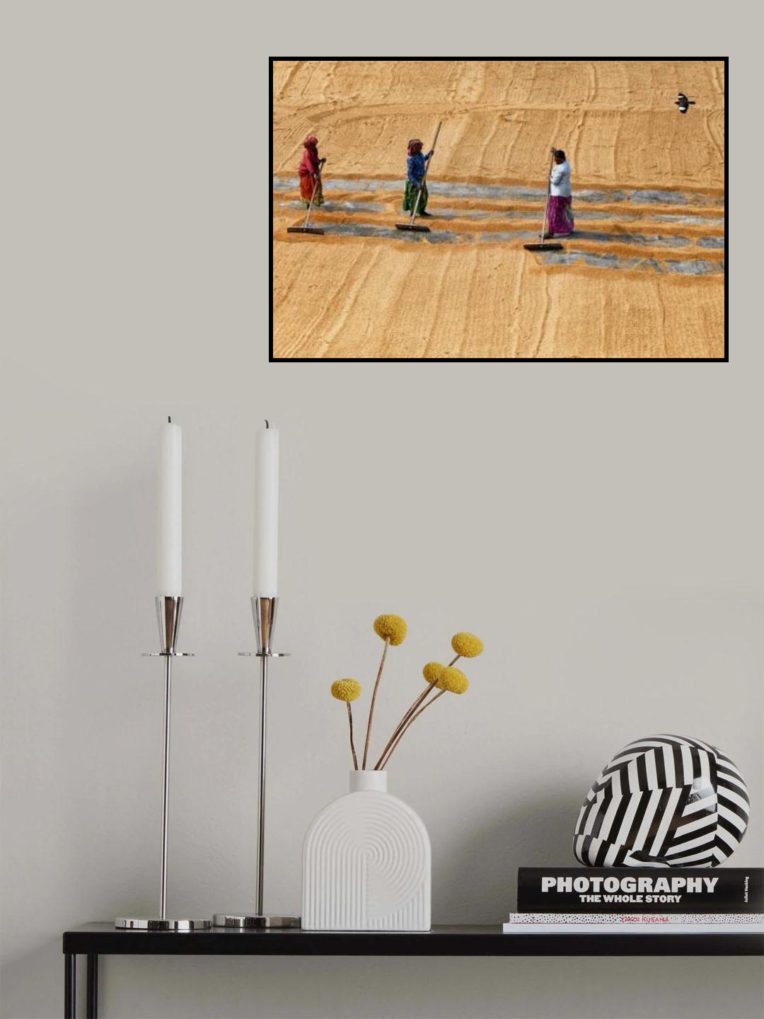 Paddy drying by women Poster och Canvastavla