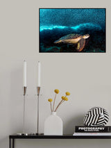 Turtle and Sardines Poster och Canvastavla