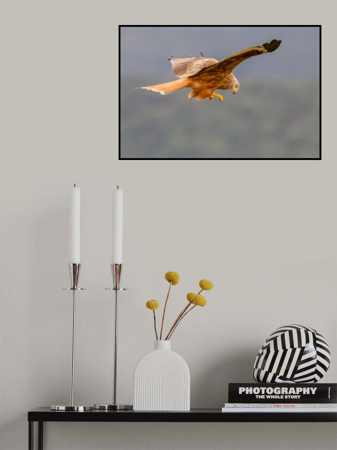 Red Kite Poster och Canvastavla