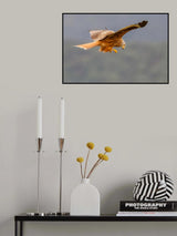 Red Kite Poster och Canvastavla