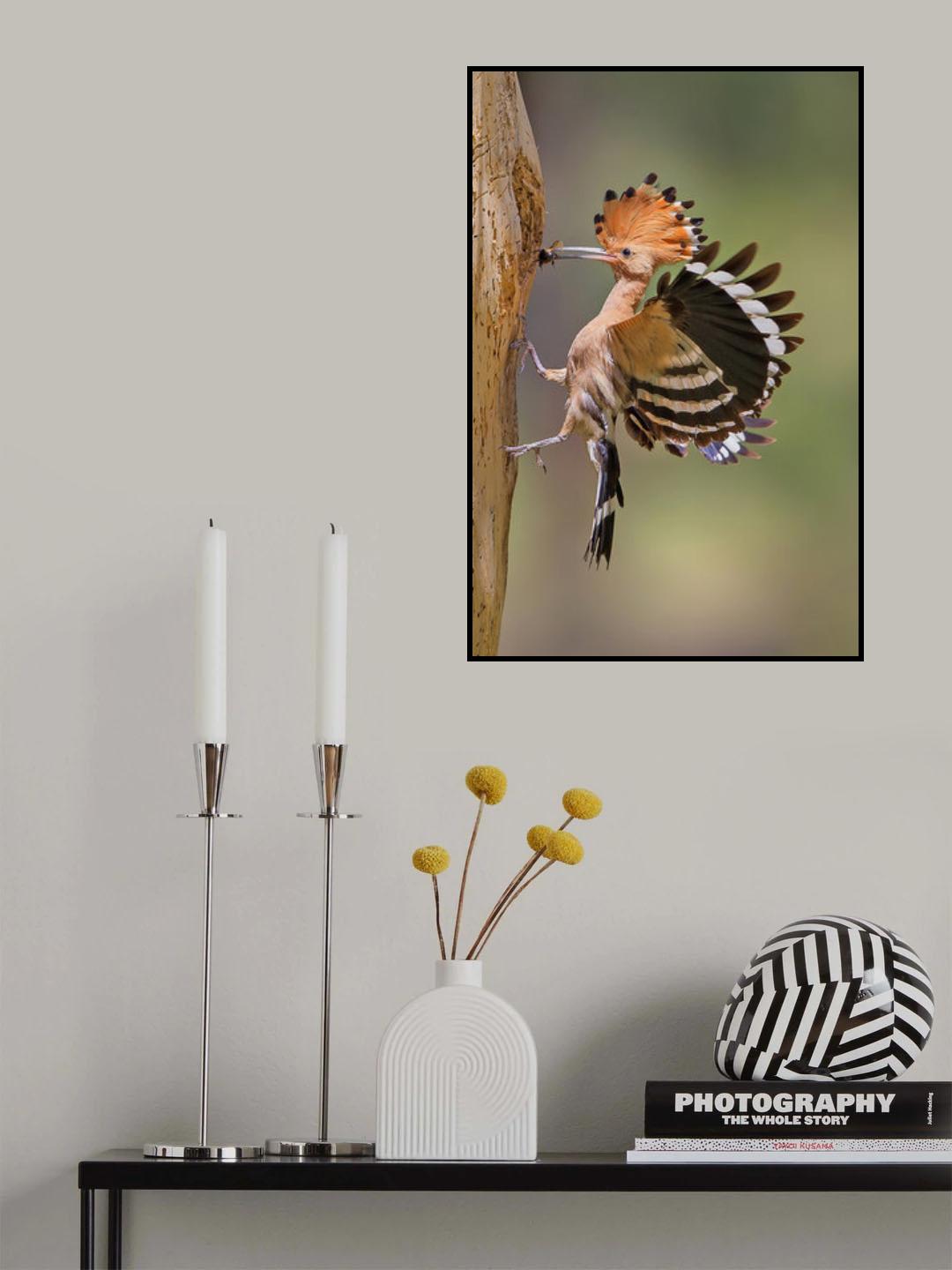 Hoopoe with food Poster och Canvastavla