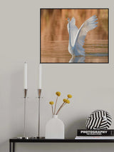 Taking off Poster och Canvastavla