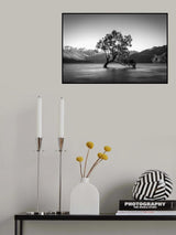 wanaka tree Poster och Canvastavla