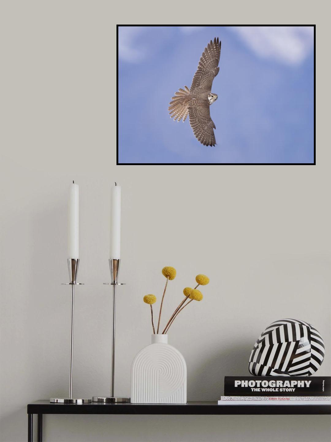 Top of the avian food chain Poster och Canvastavla