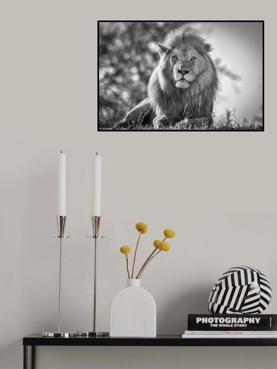Monochromatic lion king Poster och Canvastavla