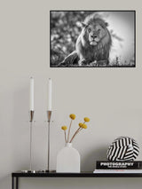 Monochromatic lion king Poster och Canvastavla