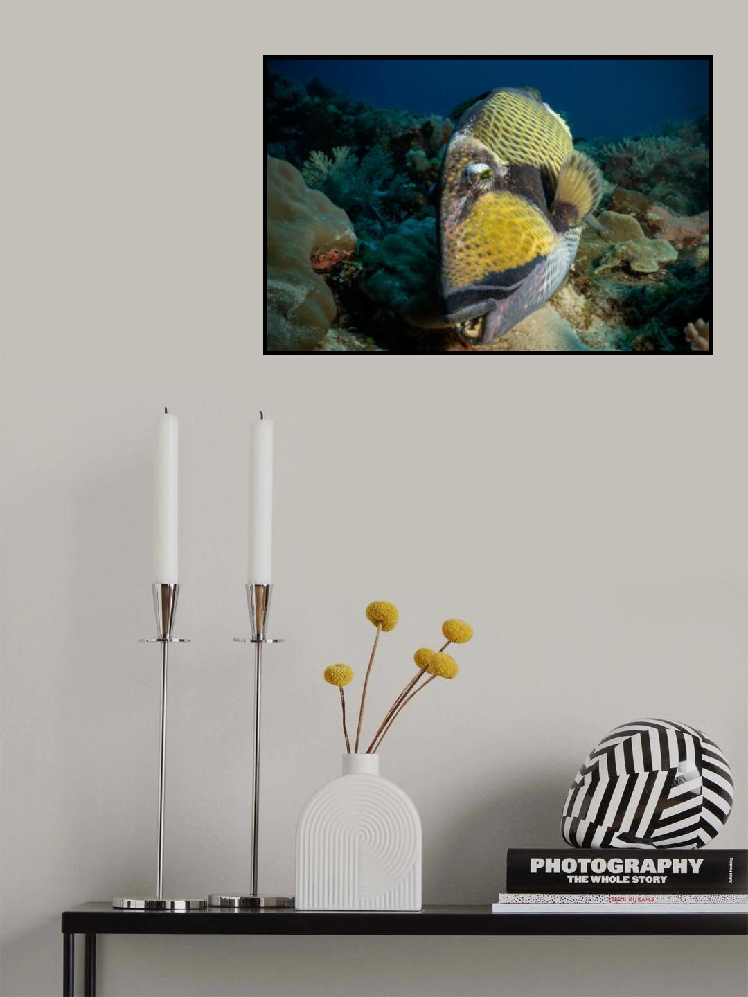 Triggerfish Poster och Canvastavla