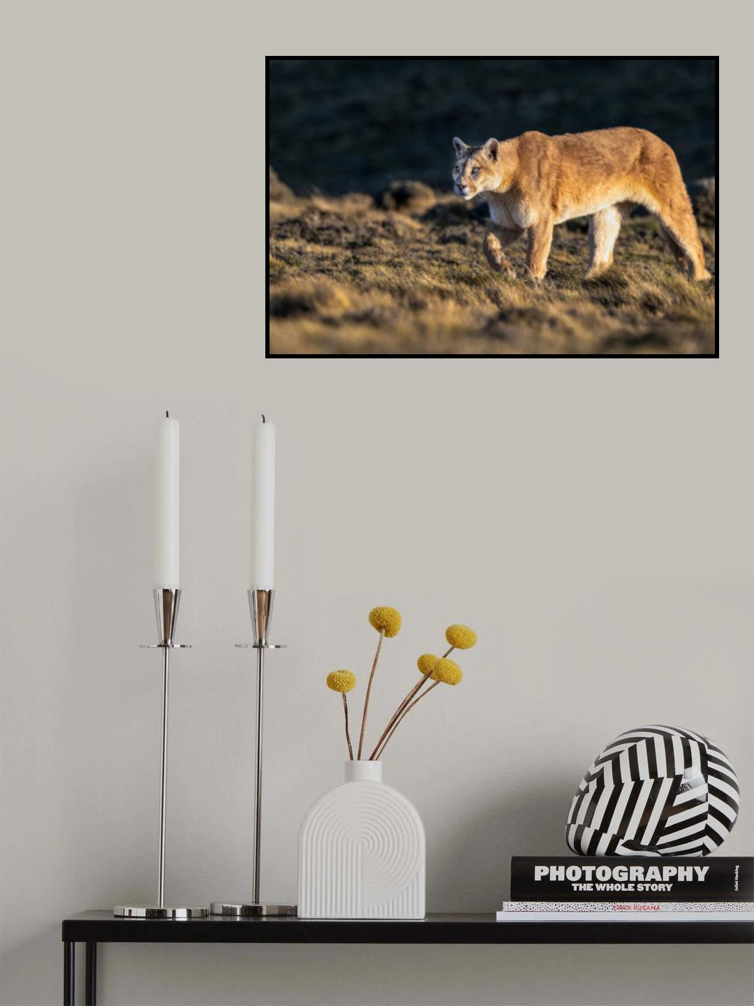 Say good bye guanaco Poster och Canvastavla