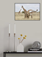 Giraffes Necking Poster och Canvastavla