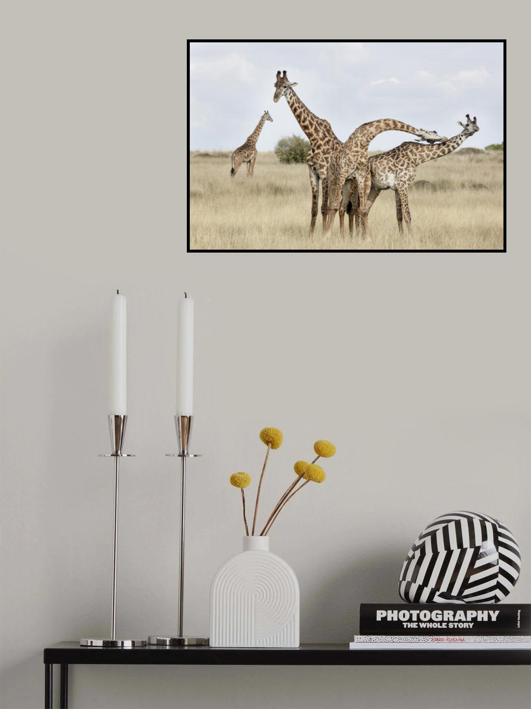 Giraffes Necking Poster och Canvastavla