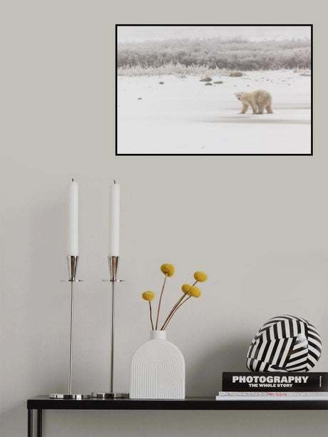 Churchill Bear Poster och Canvastavla
