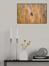 Robin Poster och Canvastavla