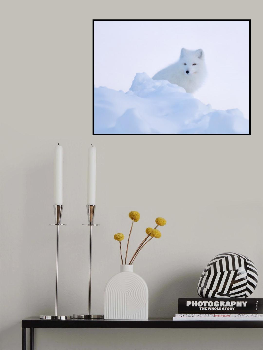 White fox Poster och Canvastavla