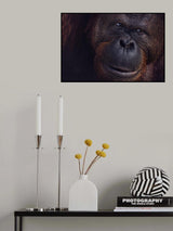 Eyes of Borneo Poster och Canvastavla