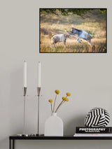 Morning Fight Poster och Canvastavla