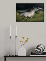 in gallop Poster och Canvastavla