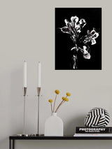 Midnight Disguise Poster och Canvastavla